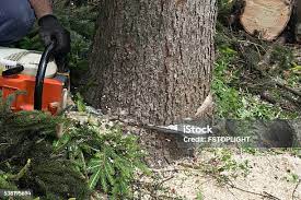 Best Tree Trimming and Pruning  in Kenai, AK
