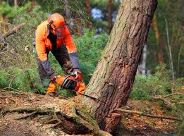 Best Lawn Pest Prevention  in Kenai, AK