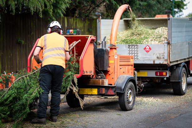 Leaf Removal in Kenai, AK