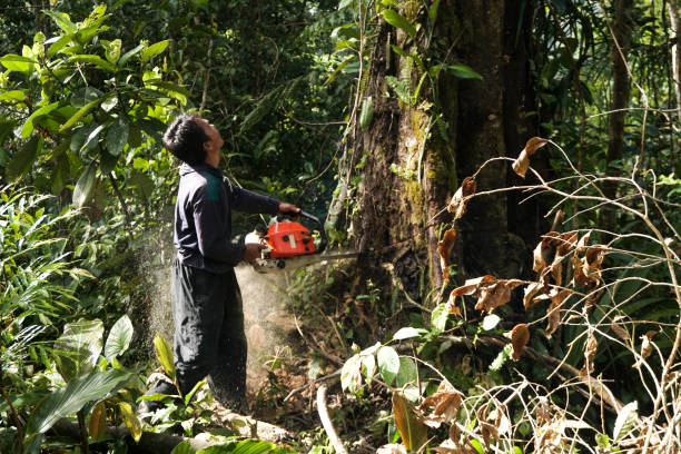 Best Hazardous Tree Removal  in Kenai, AK