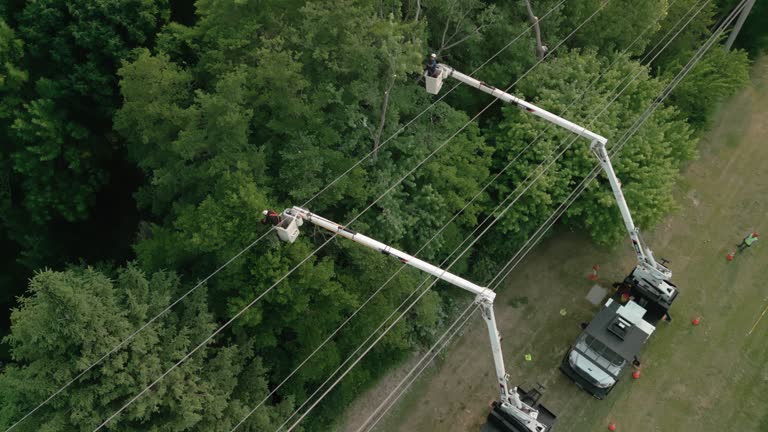 Best Tree Cabling and Bracing  in Kenai, AK