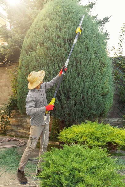 Best Lawn Disease Treatment  in Kenai, AK