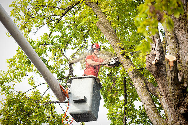  Kenai, AK Tree Services Pros