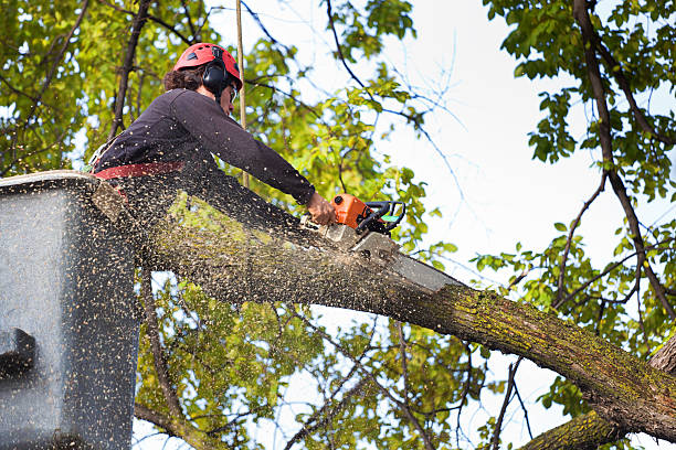 Best Tree Cabling and Bracing  in Kenai, AK